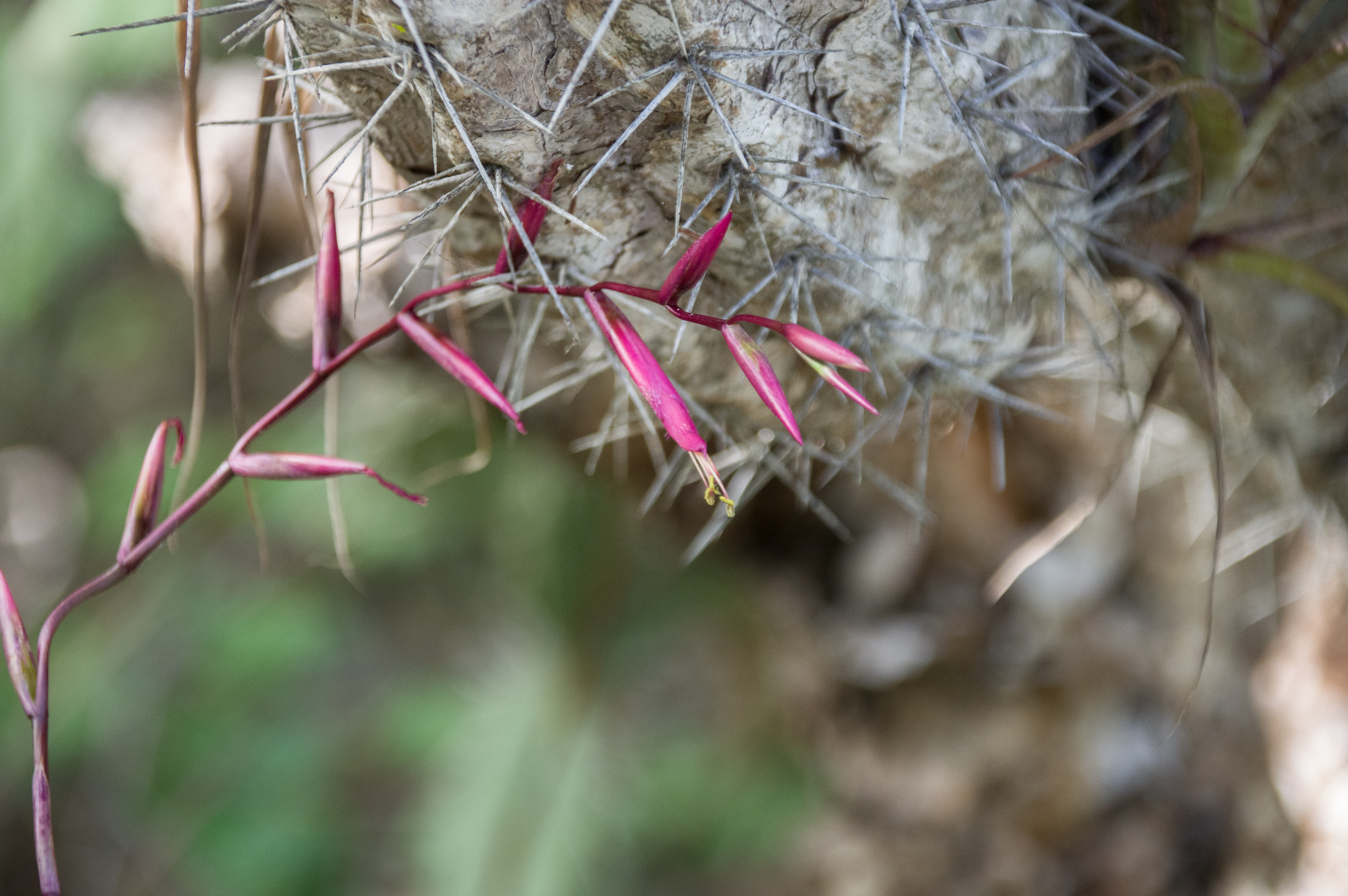 Roze bloemen en schutbladen bij Porto Mari, Curaçao.