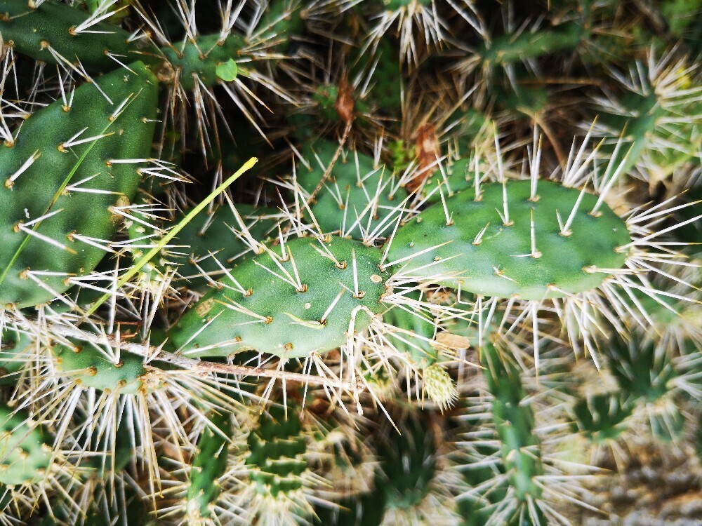 Kleine stengelleden met bleke doorns en fijne glochiden, Bonaire.