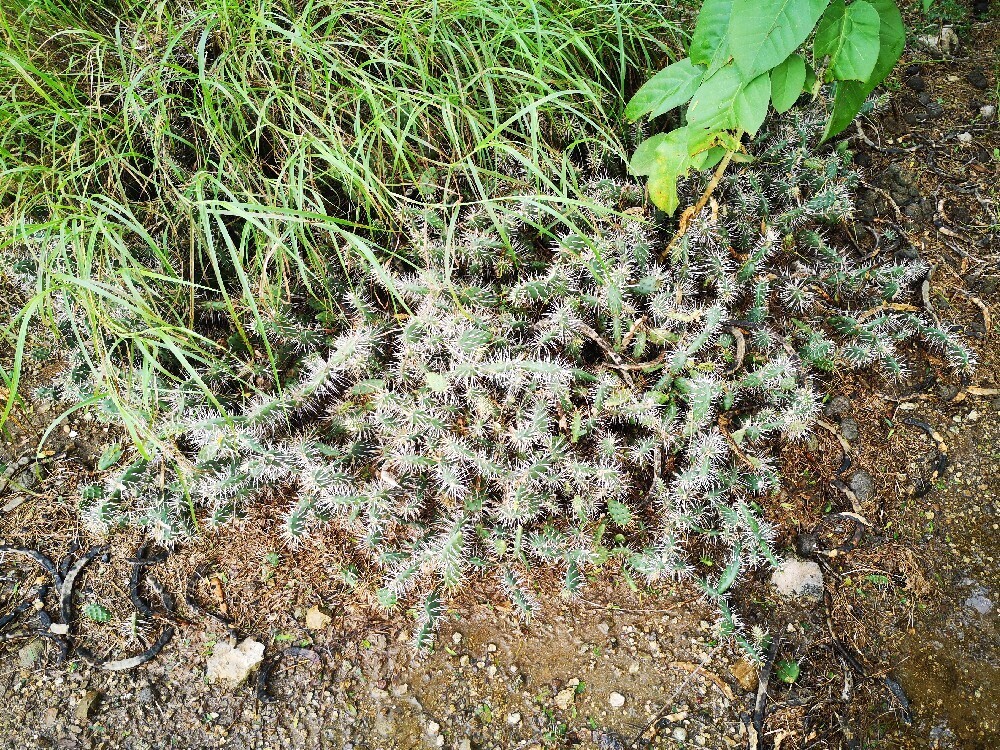 Librá — Opuntia curassavica
