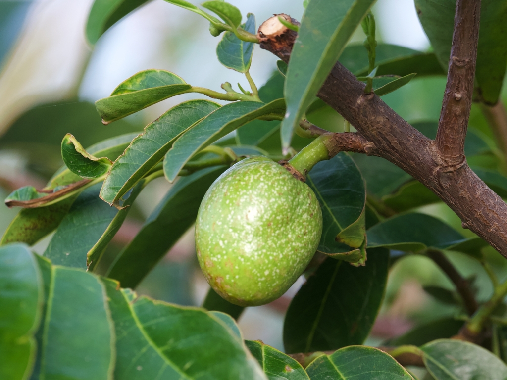 Kayuda — Annona glabra