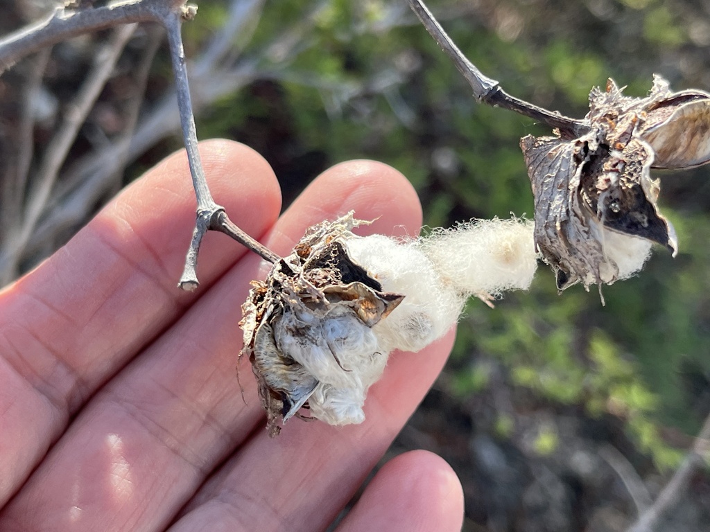 Katuna — Gossypium hirsutum