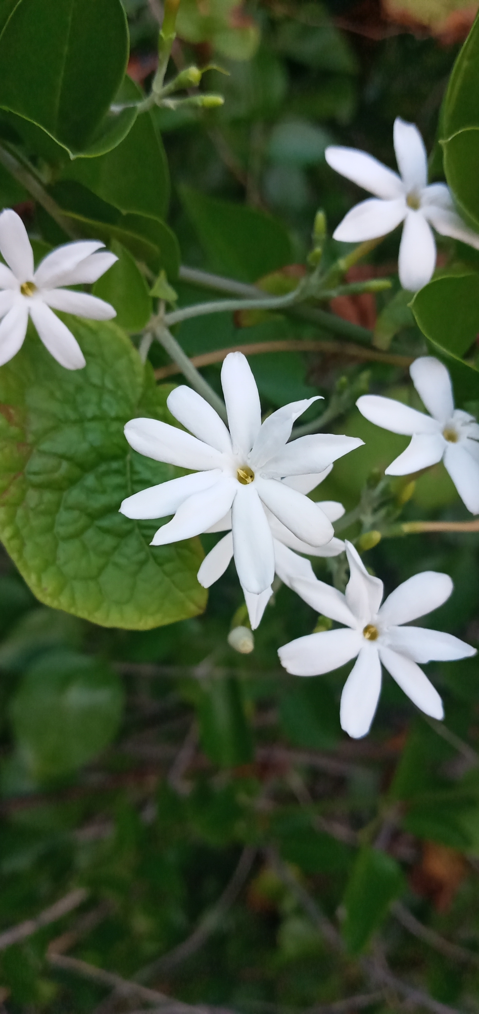 Witte stervormige bloemen met een lange kroonbuis, gefotografeerd in Willemstad, Curaçao.