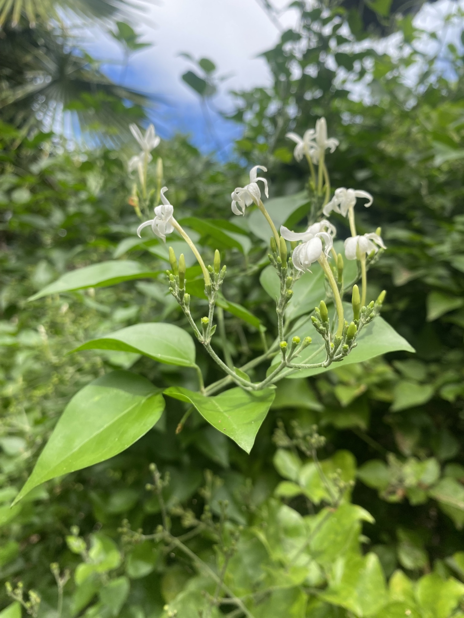 Hasmin — Jasminum fluminense
