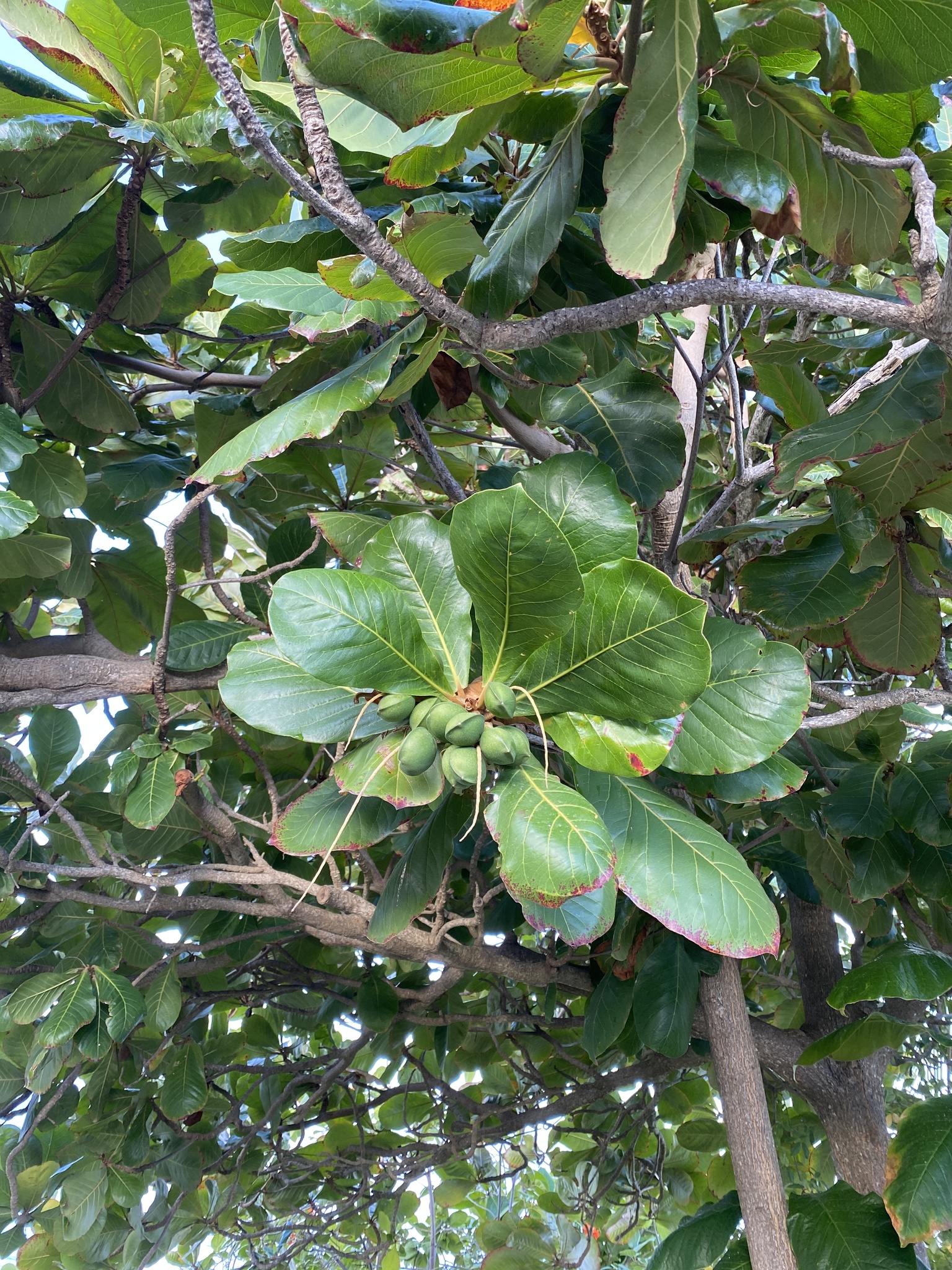 Almendron — Terminalia catappa