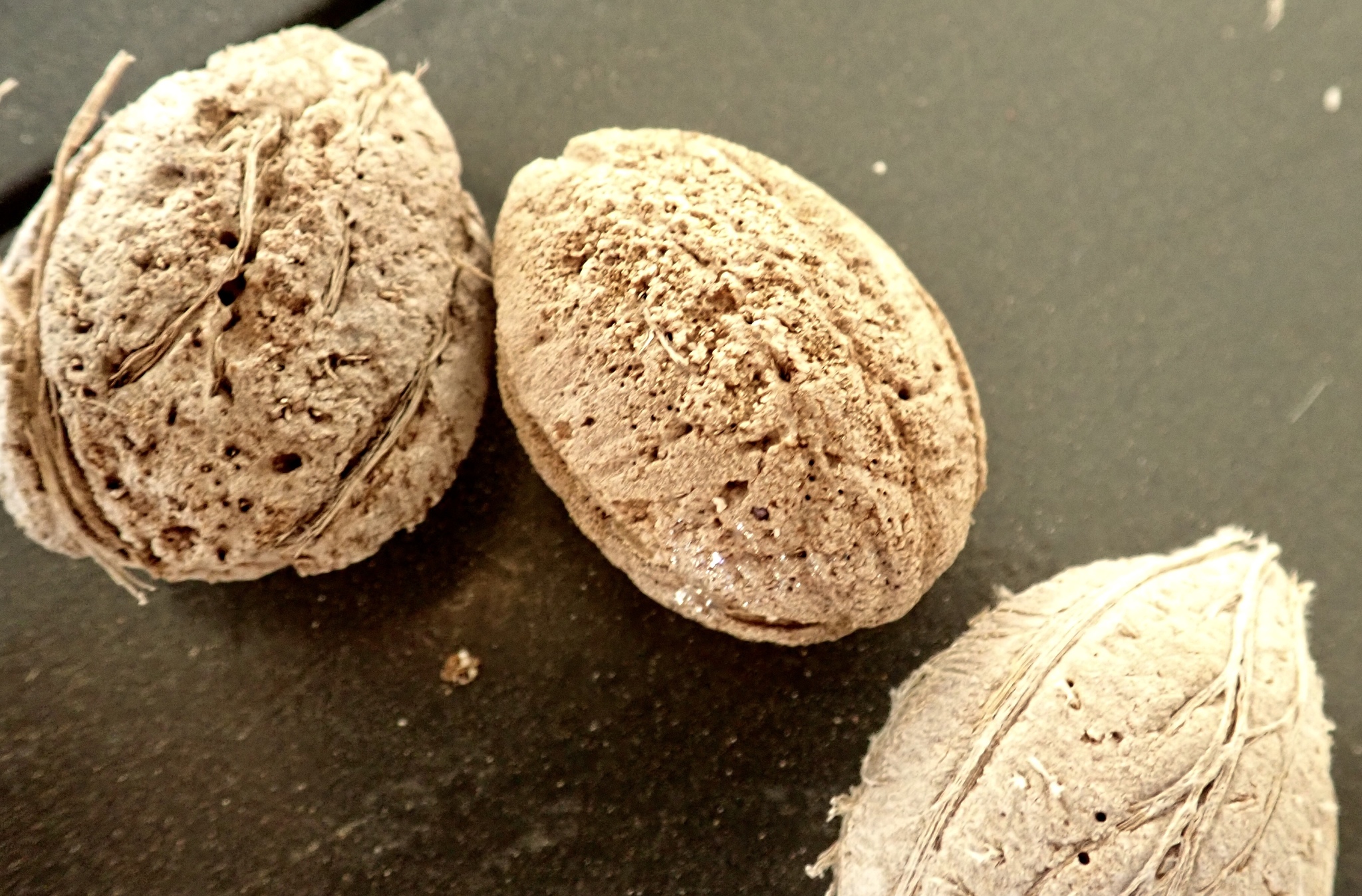 Droge, vezelige vruchtstenen van Almendron op Bonaire; de eetbare zaadkern zit nog binnenin.