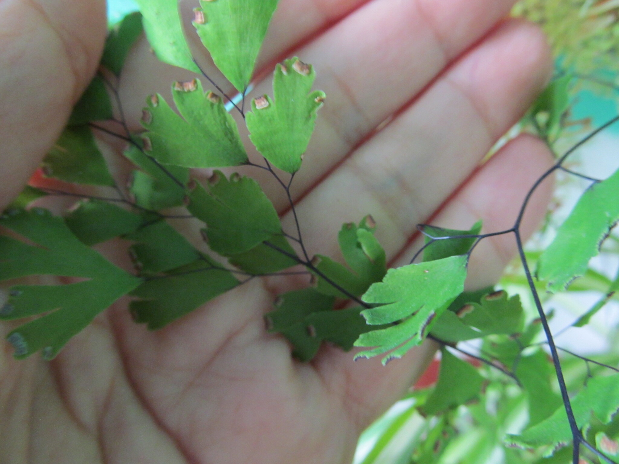 Adiantum capillus-veneris — Adiantum capillus-veneris