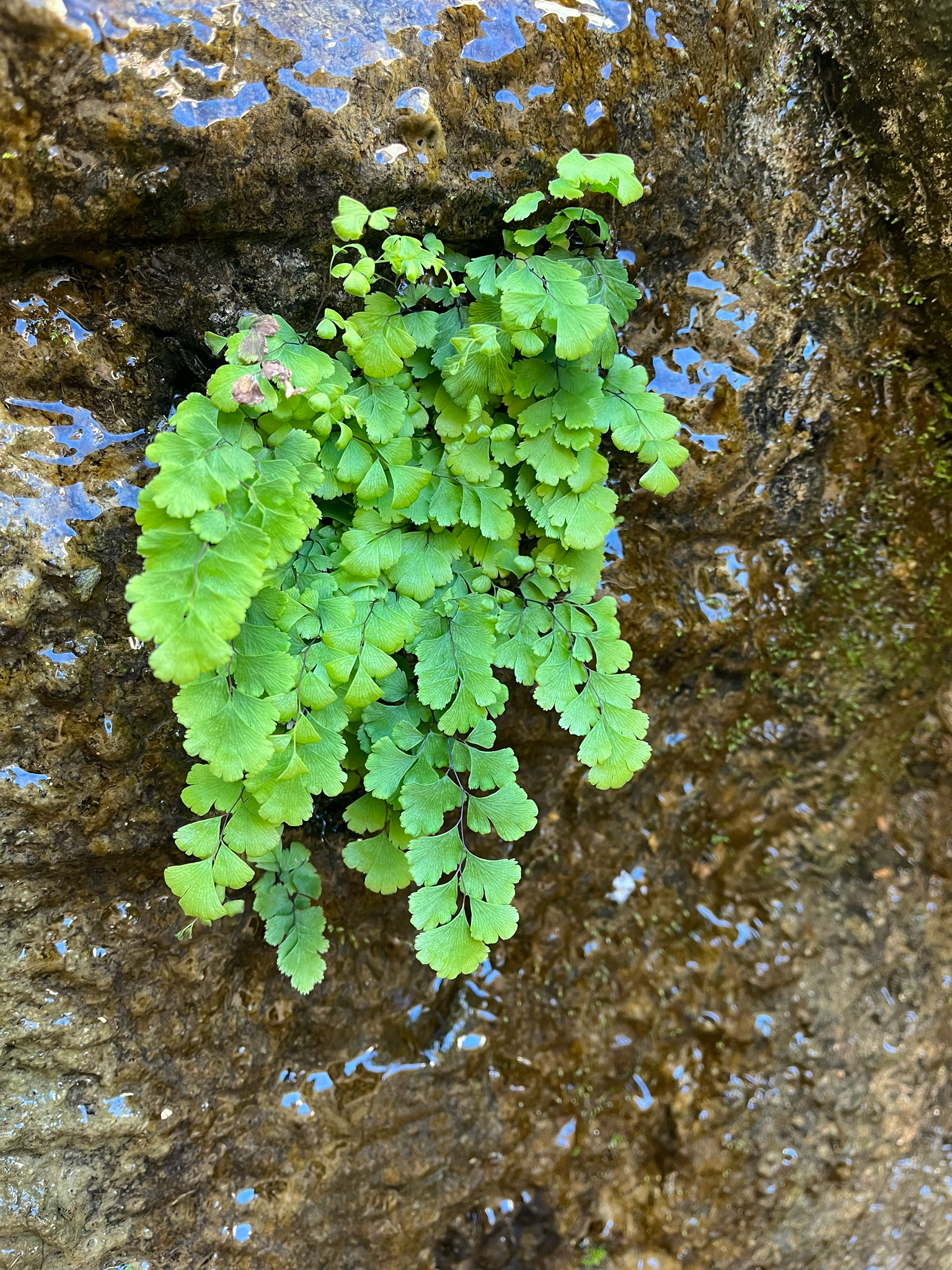 Adiantum capillus-veneris