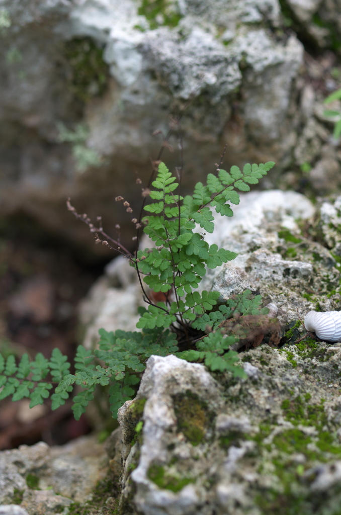 Hemionitis microphylla — Hemionitis microphylla