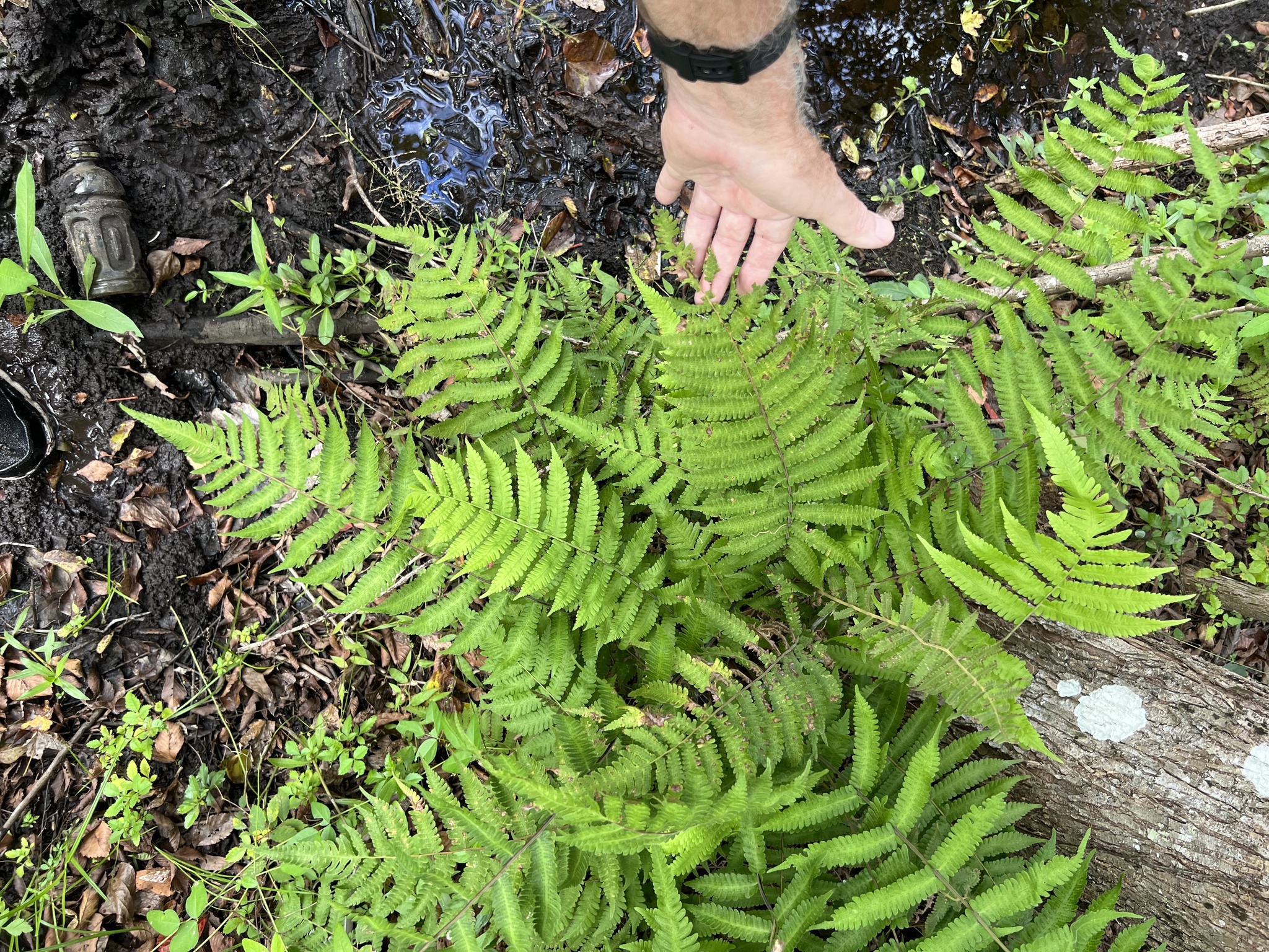 Thelypteris dentata — Thelypteris dentata