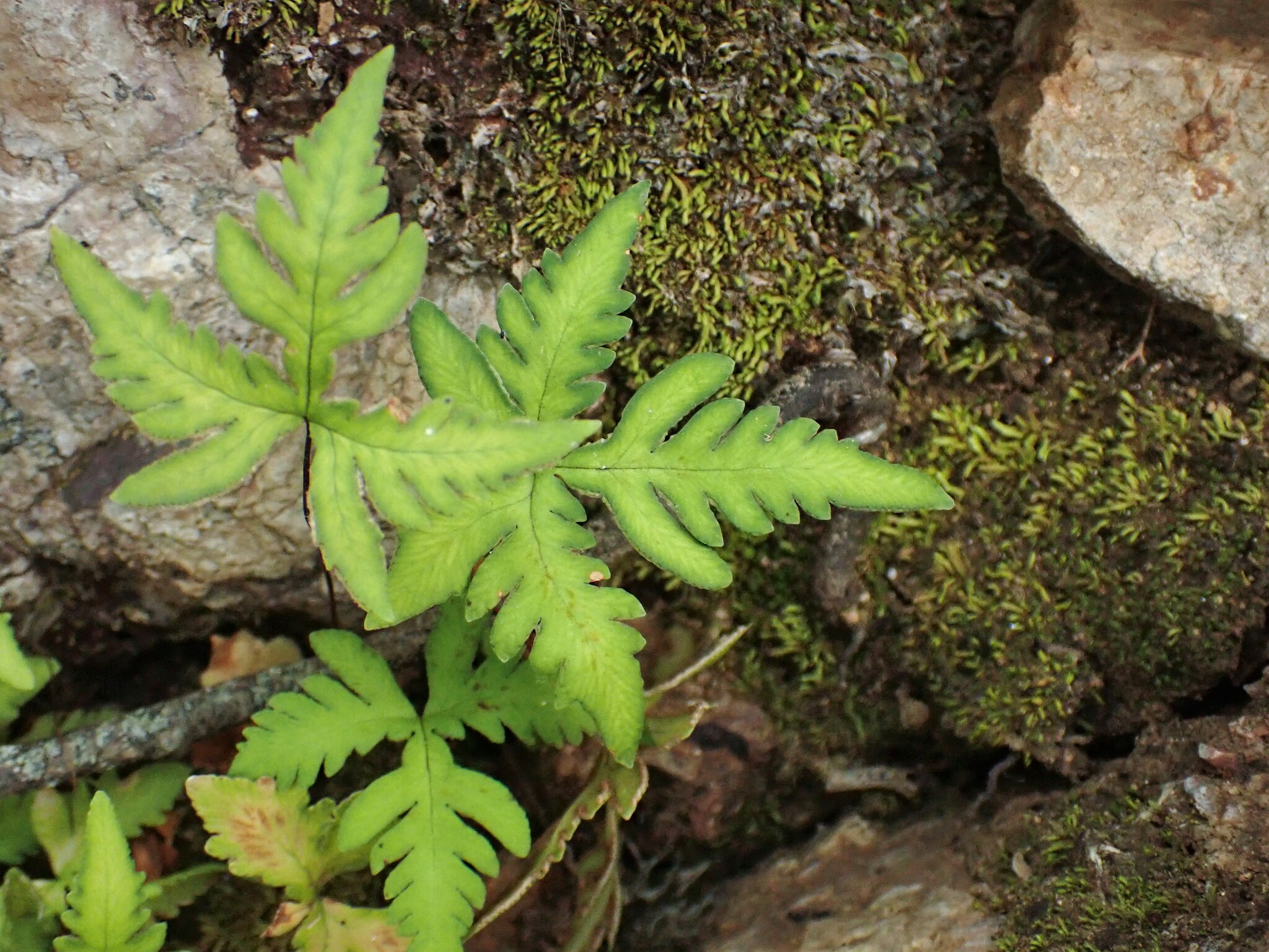 Hemionitis concolor — Hemionitis concolor