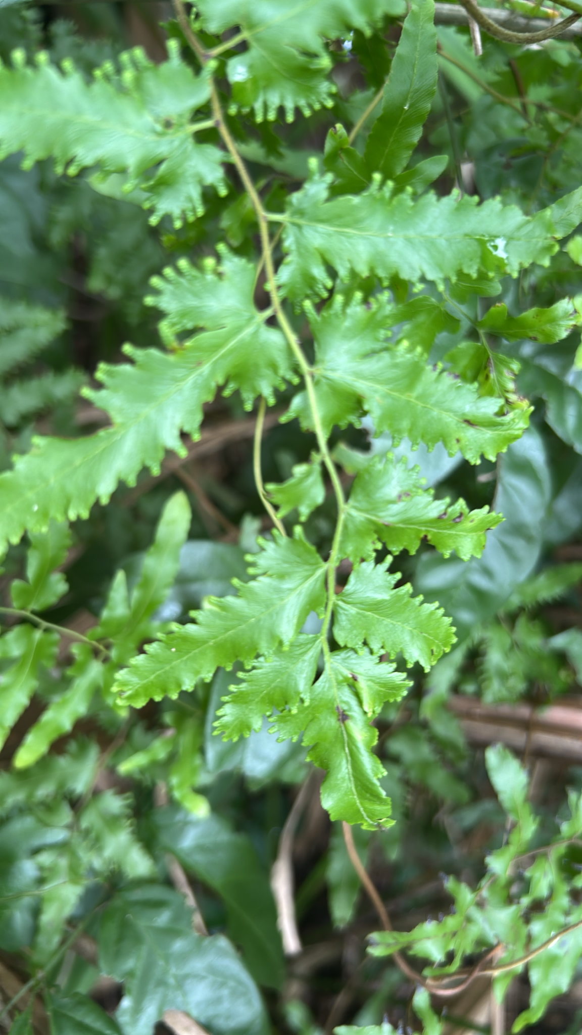 Lygodium venustum — Lygodium venustum