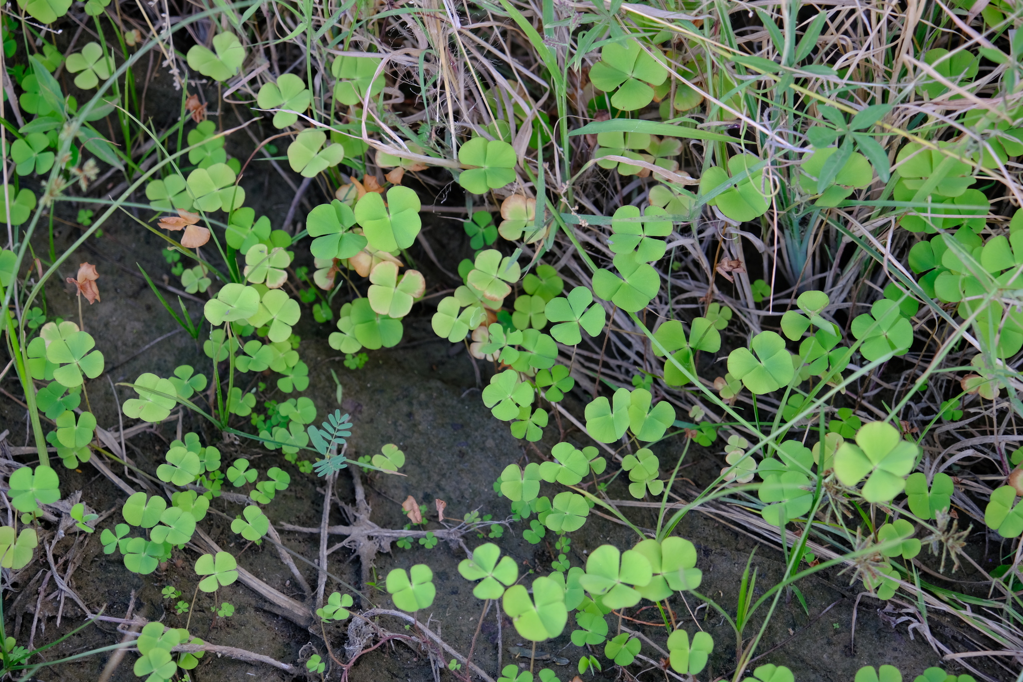 Marsilea ancylopoda — Marsilea ancylopoda