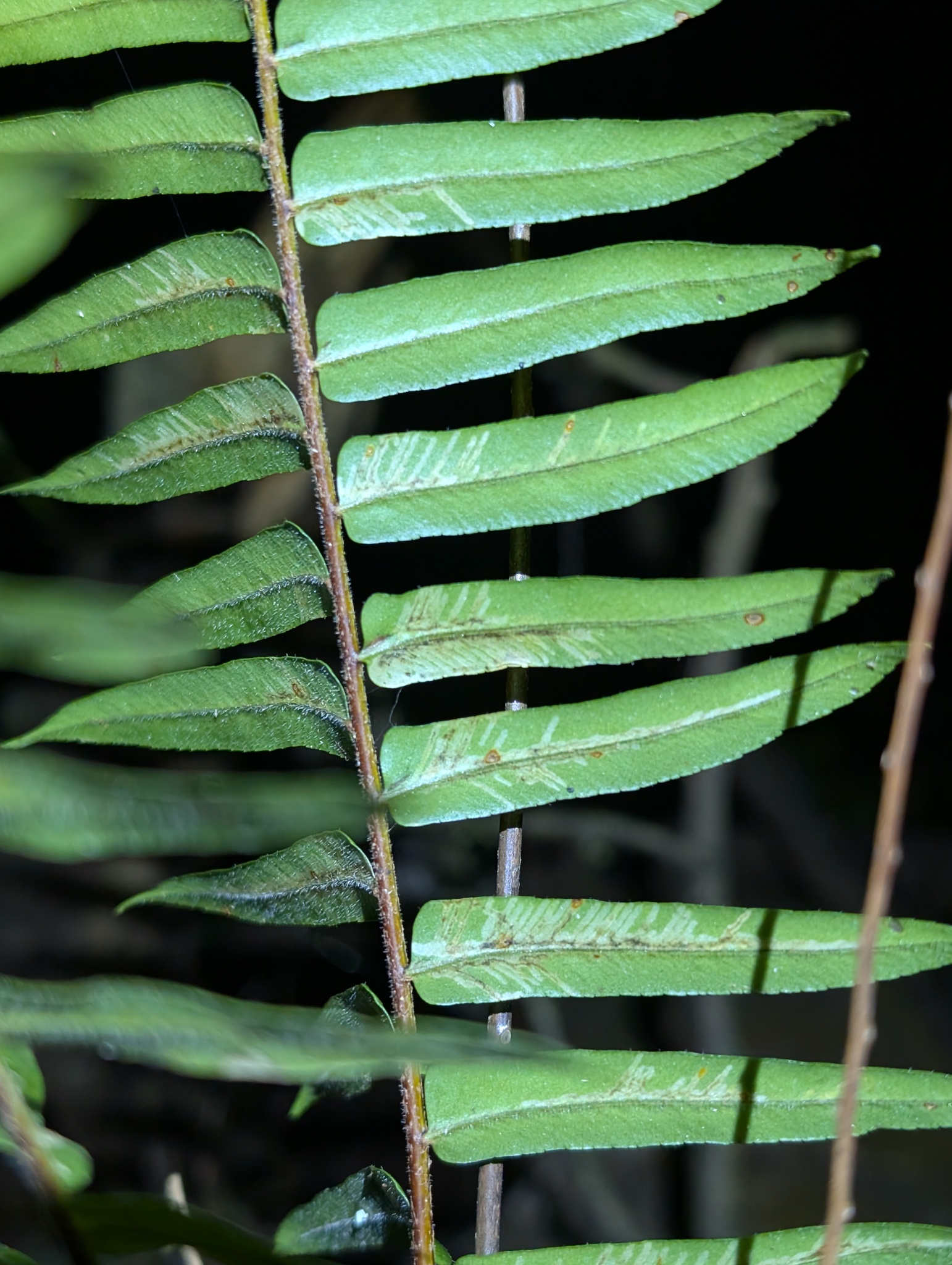 Bladonderzijde in Saint-Georges, Frans-Guyana; ronde sporenhoopjes vormen rijen dichter bij de bladrand.