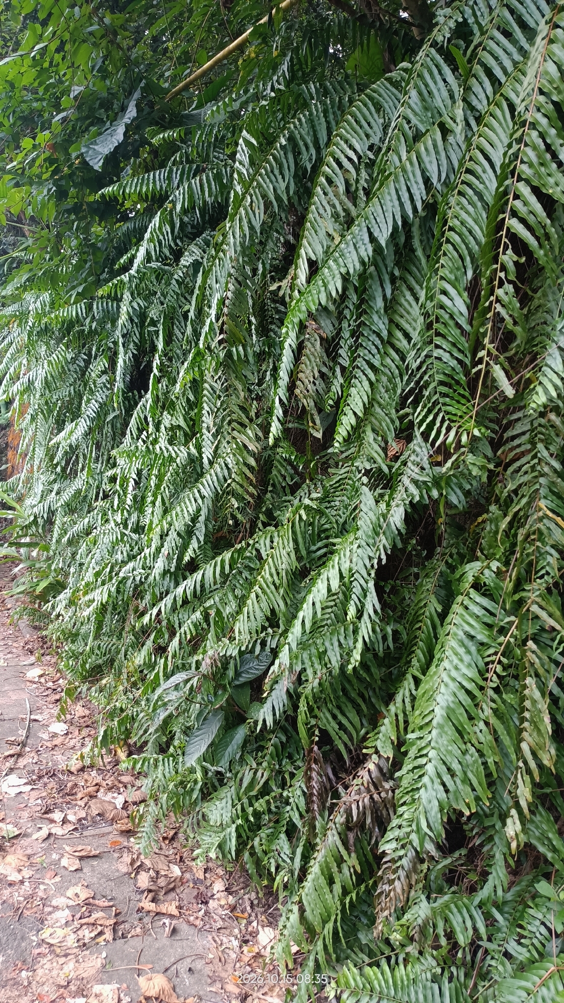 Lisimbein — Nephrolepis biserrata