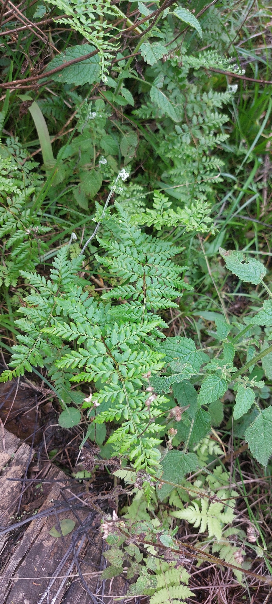Pityrogramma calomelanos — Pityrogramma calomelanos