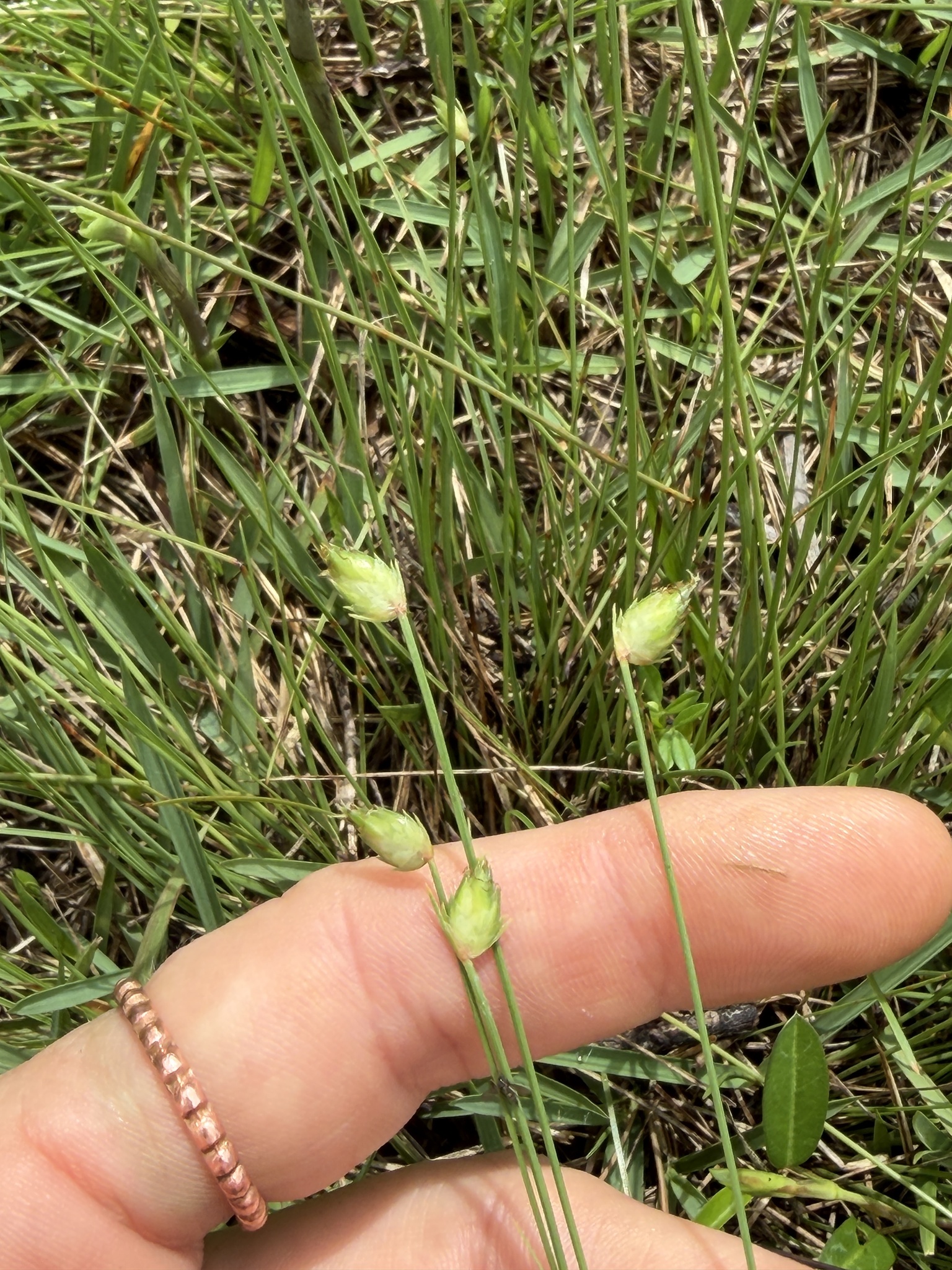Abildgaardia ovata — Abildgaardia ovata