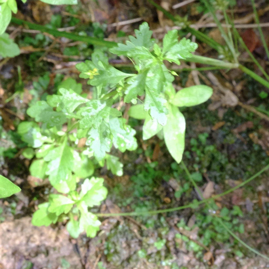 Scobiyo — Scoparia montevidensis