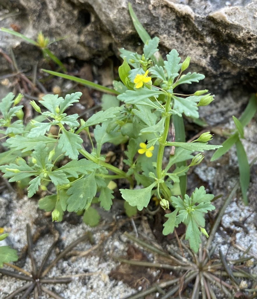 Gele bloemen en getande blaadjes op Curaçao.