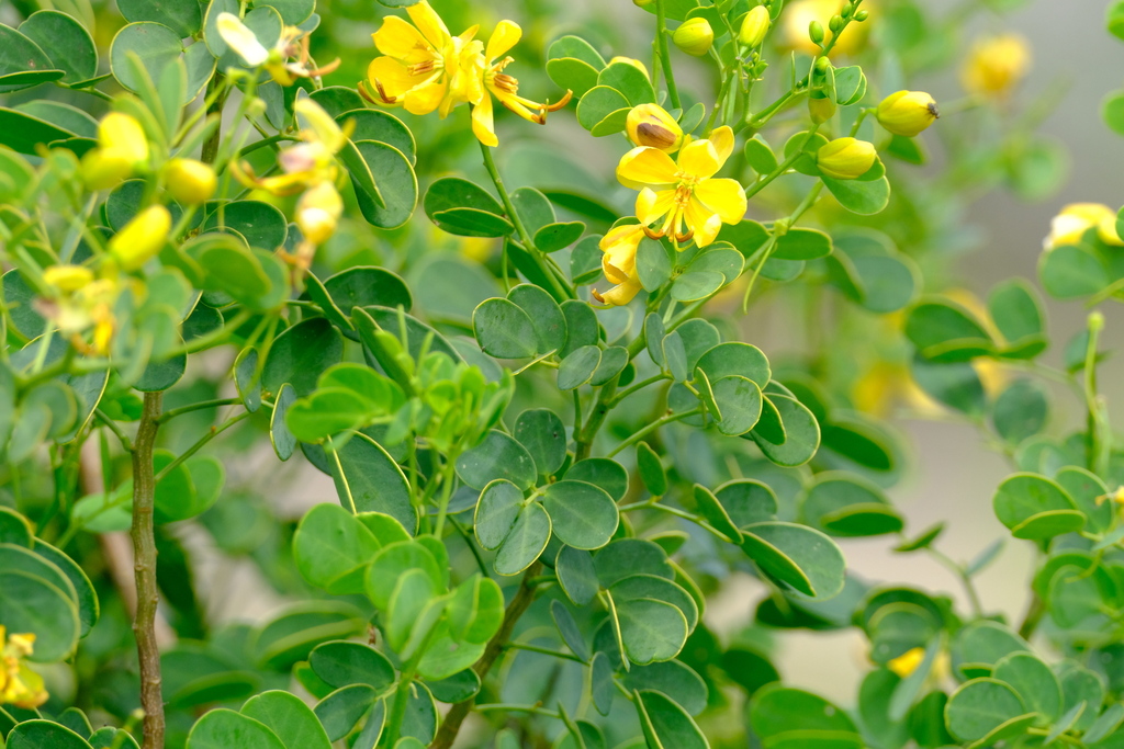 Gele bloemen en afgeronde deelblaadjes op Bonaire.
