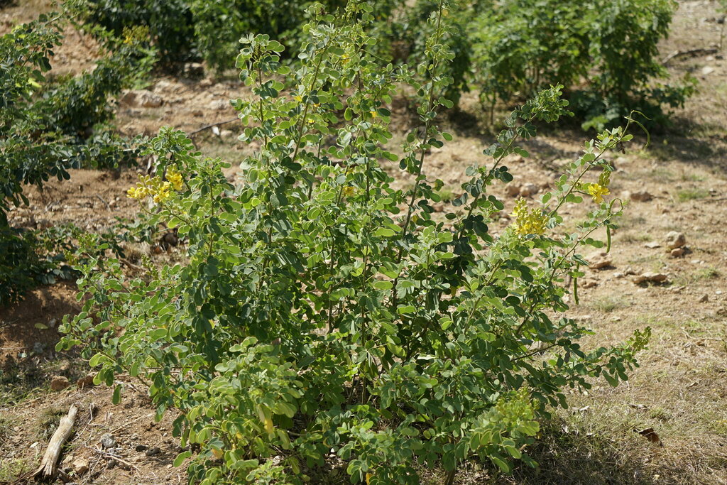 Bruska dushi — Senna bicapsularis