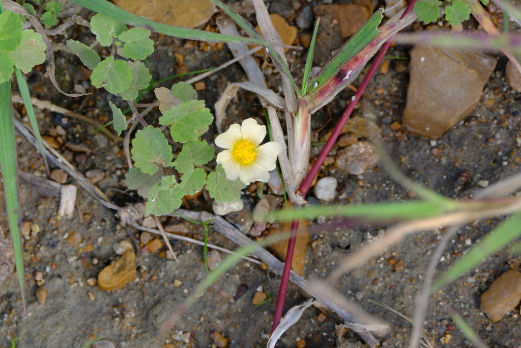 Sida abutilifolia — Sida abutilifolia