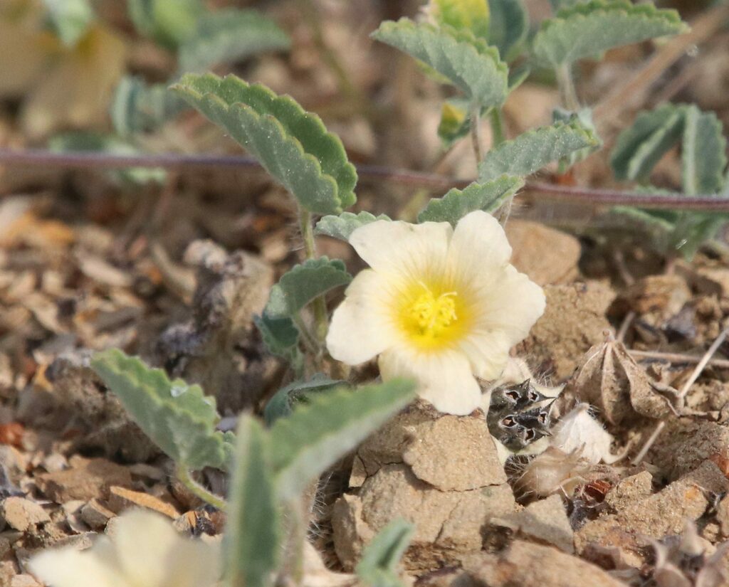 Bleekgele bloem en behaarde blaadjes op Bonaire.