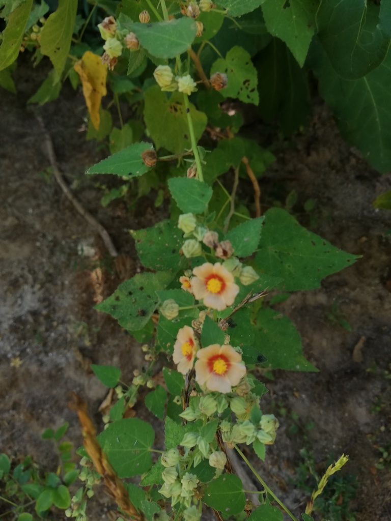 Sida aggregata — Sida aggregata