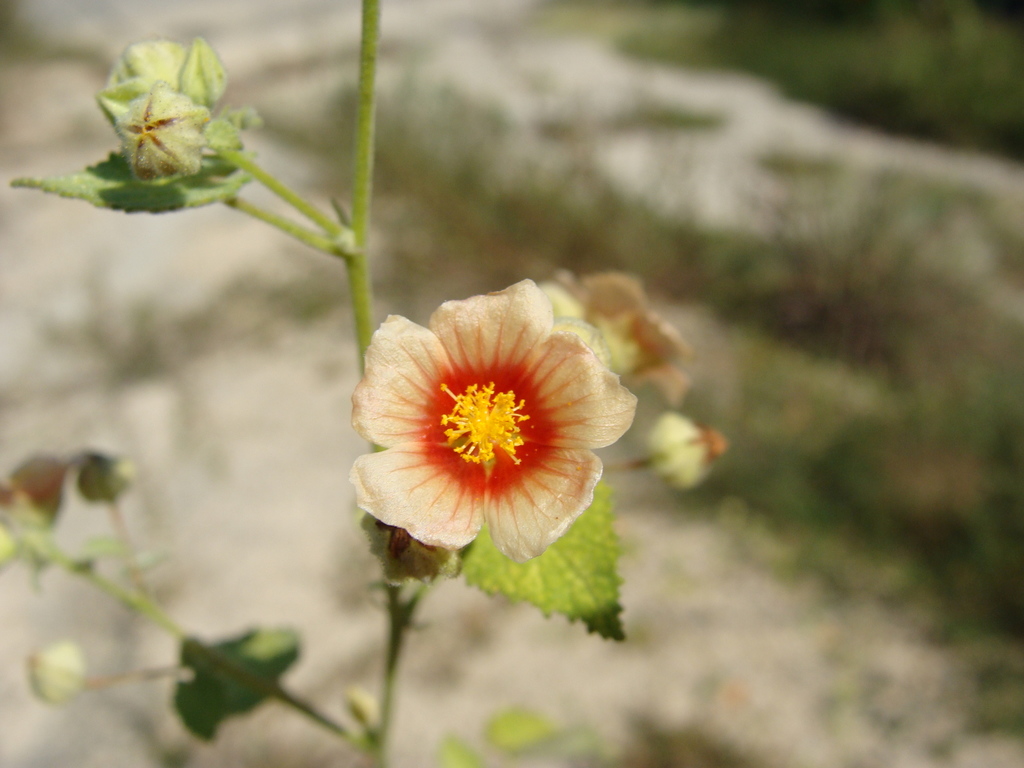 Bloem en behaarde bladeren in San Marcos, Mexico.