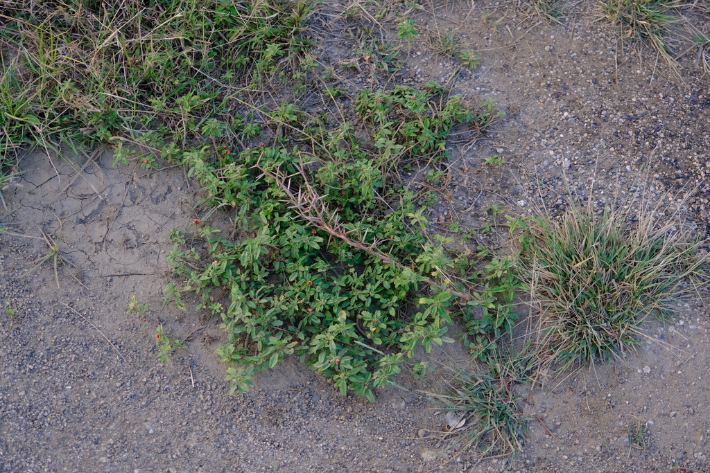 Yerba di pinda — Sida ciliaris