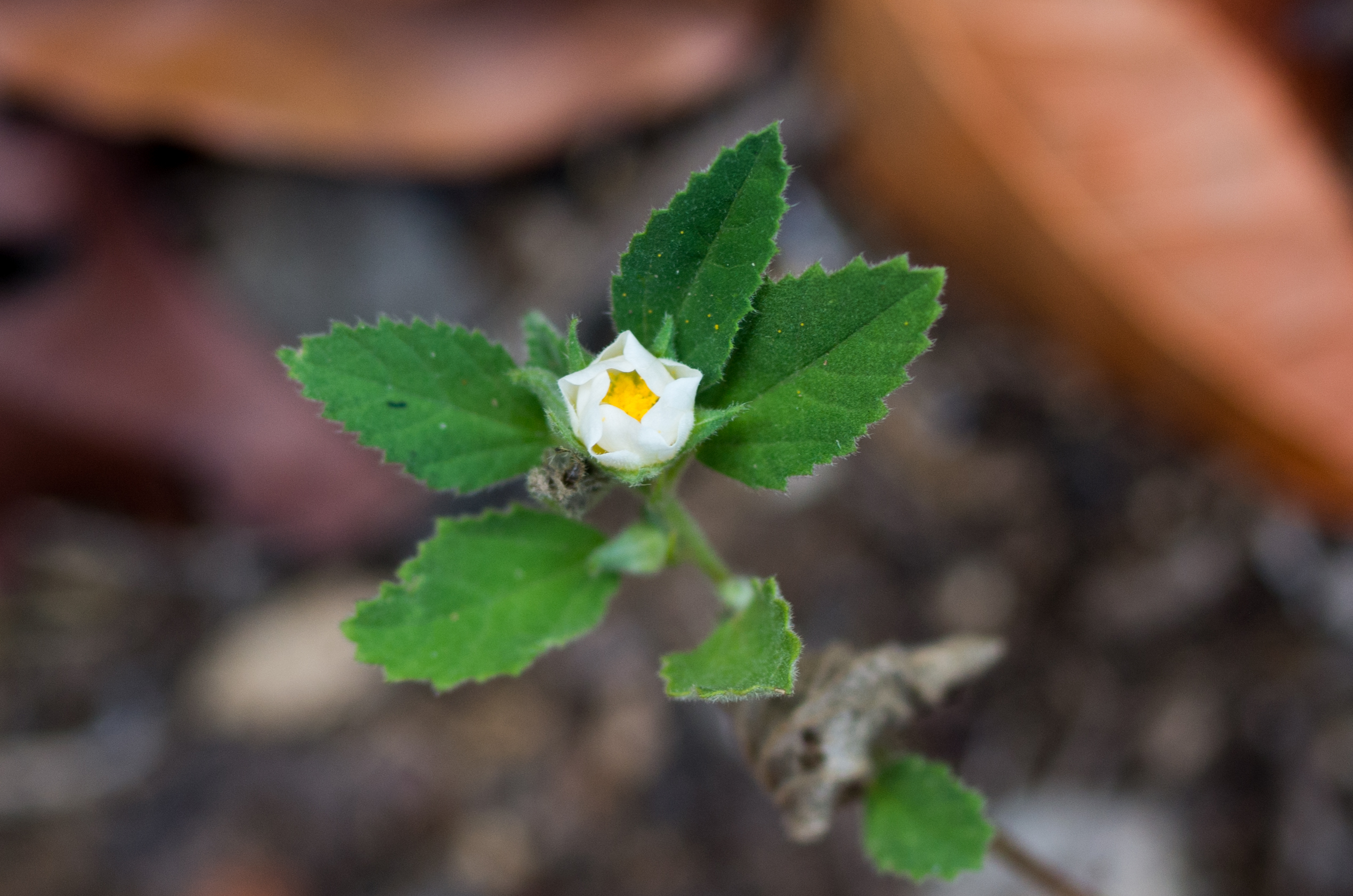 Sida jamaicensis — Sida jamaicensis