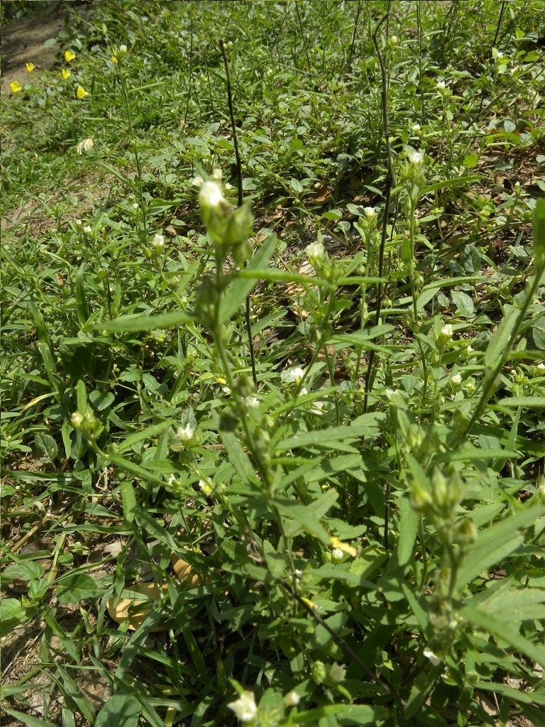 Basora di pleinchi — Sida salviifolia