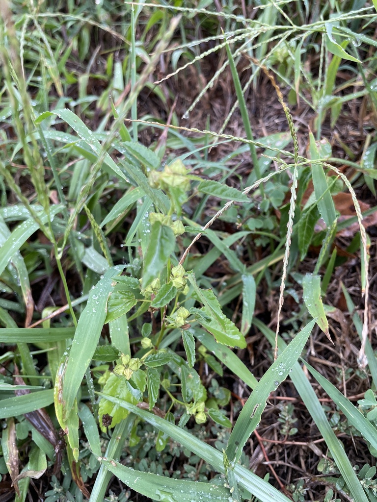 Yerba di fuku — Sida spinosa