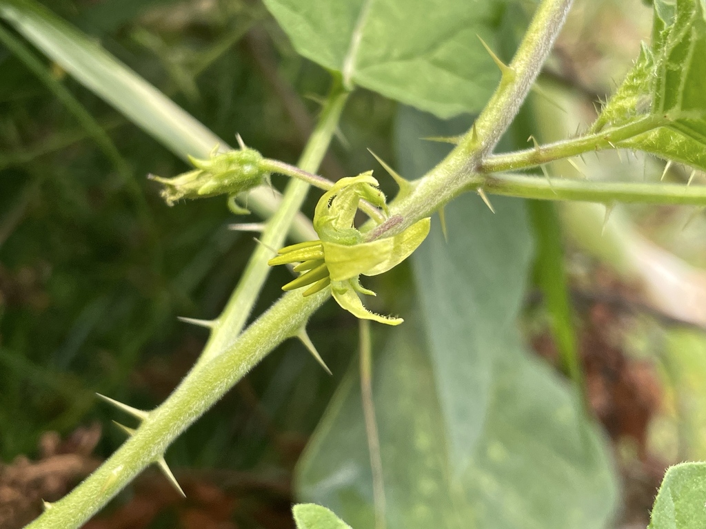 Stekels op stengel en kelken van Solanum agrarium op Curaçao.