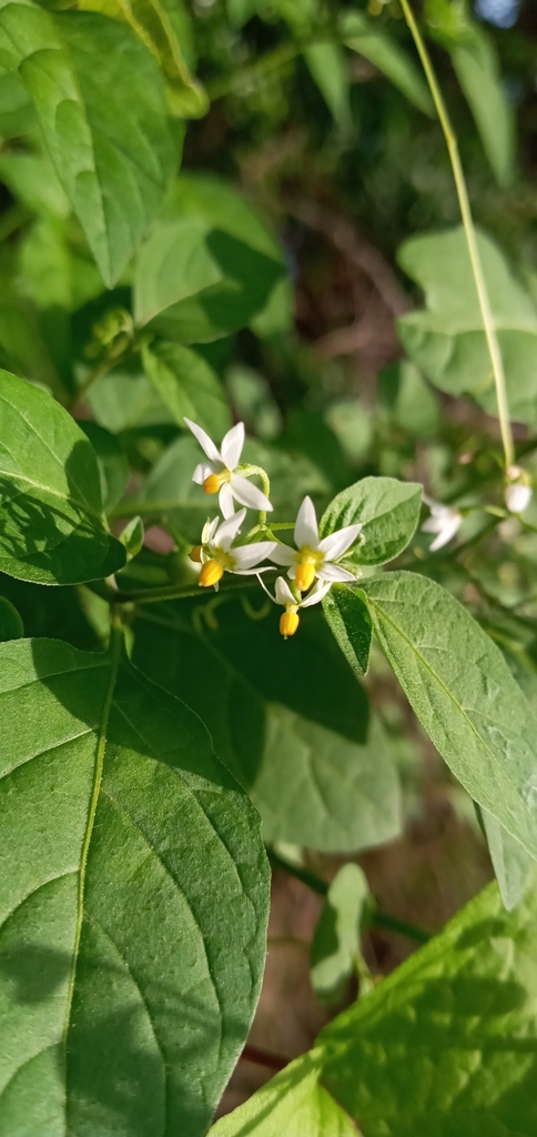 De kleine witte sterbloemen van Maloida op Curaçao.