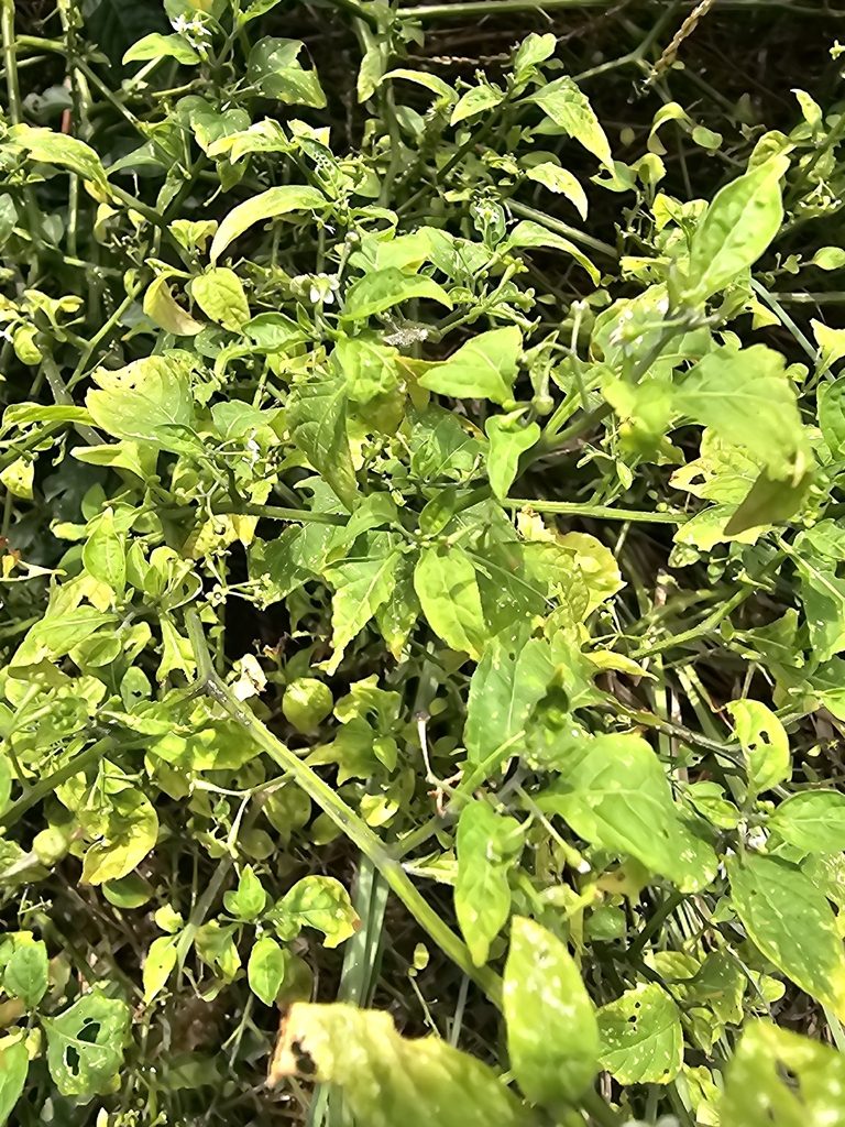 Maloida — Solanum americanum