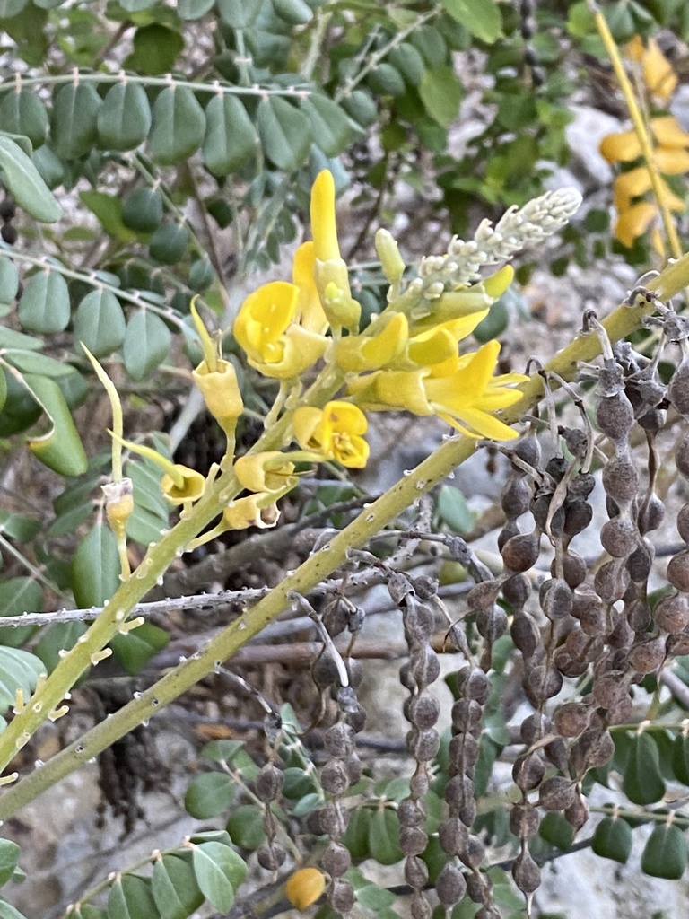 Gele bloemen en ingesnoerde peulen op Bonaire.