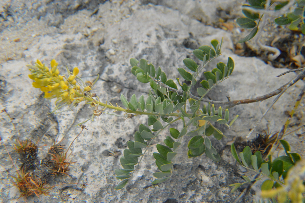 Strena di kantu di laman — Sophora tomentosa