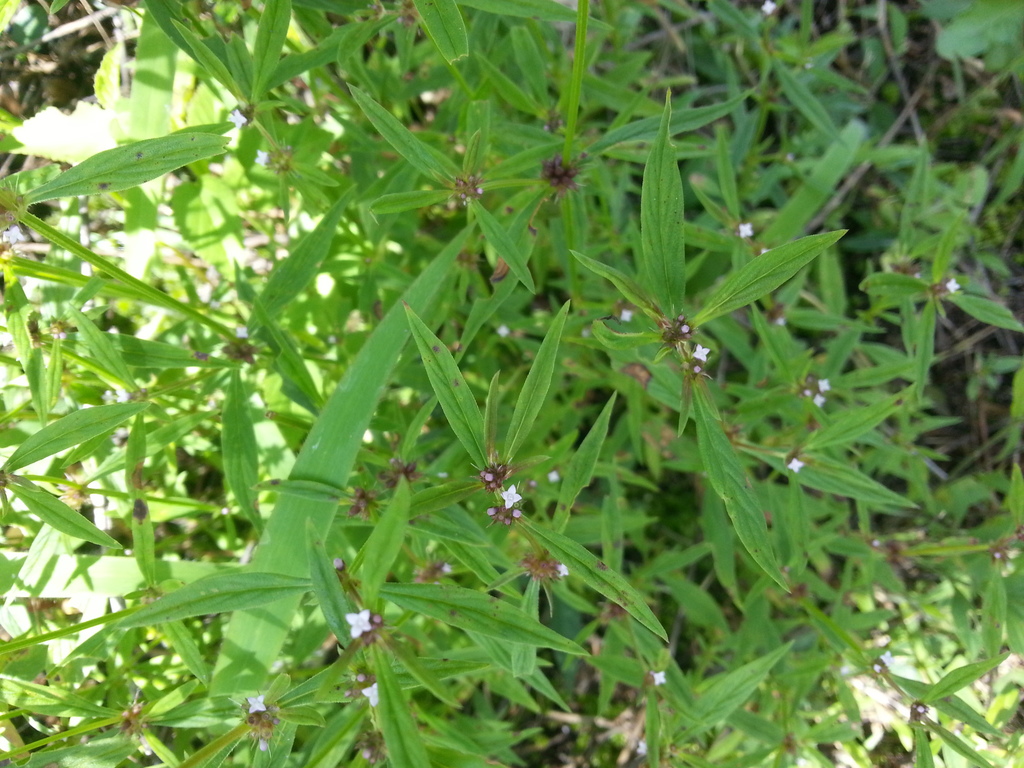 Spermacoce confusa — Spermacoce confusa