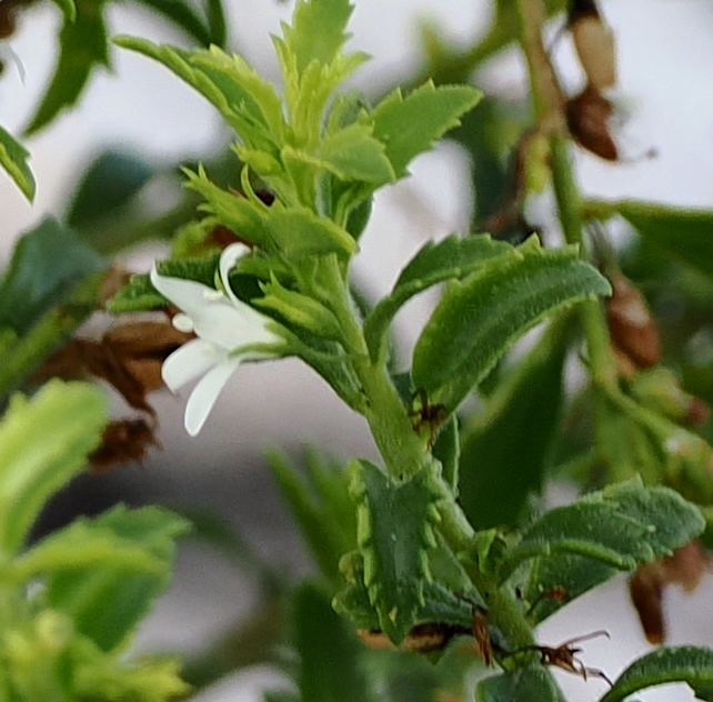 Witte bloem en jonge groene doosvrucht van Tanchi in Washington Slagbaai.