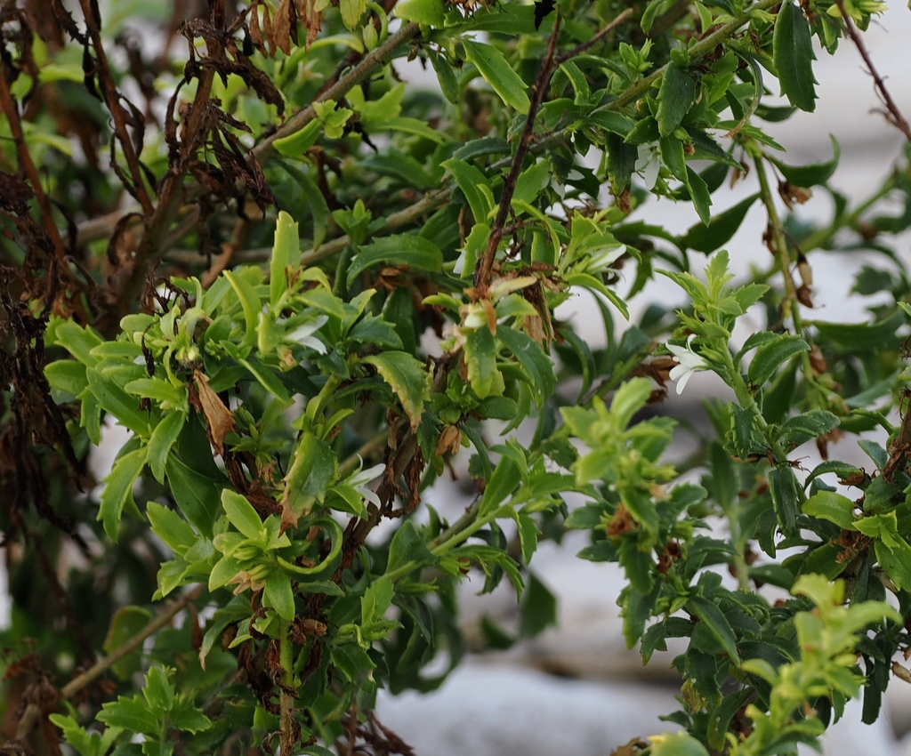 Tanchi — Capraria biflora