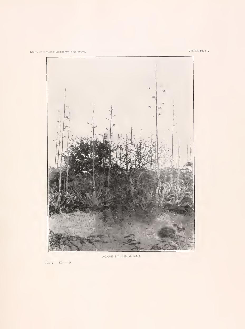 Agave boldinghiana — Agave boldinghiana