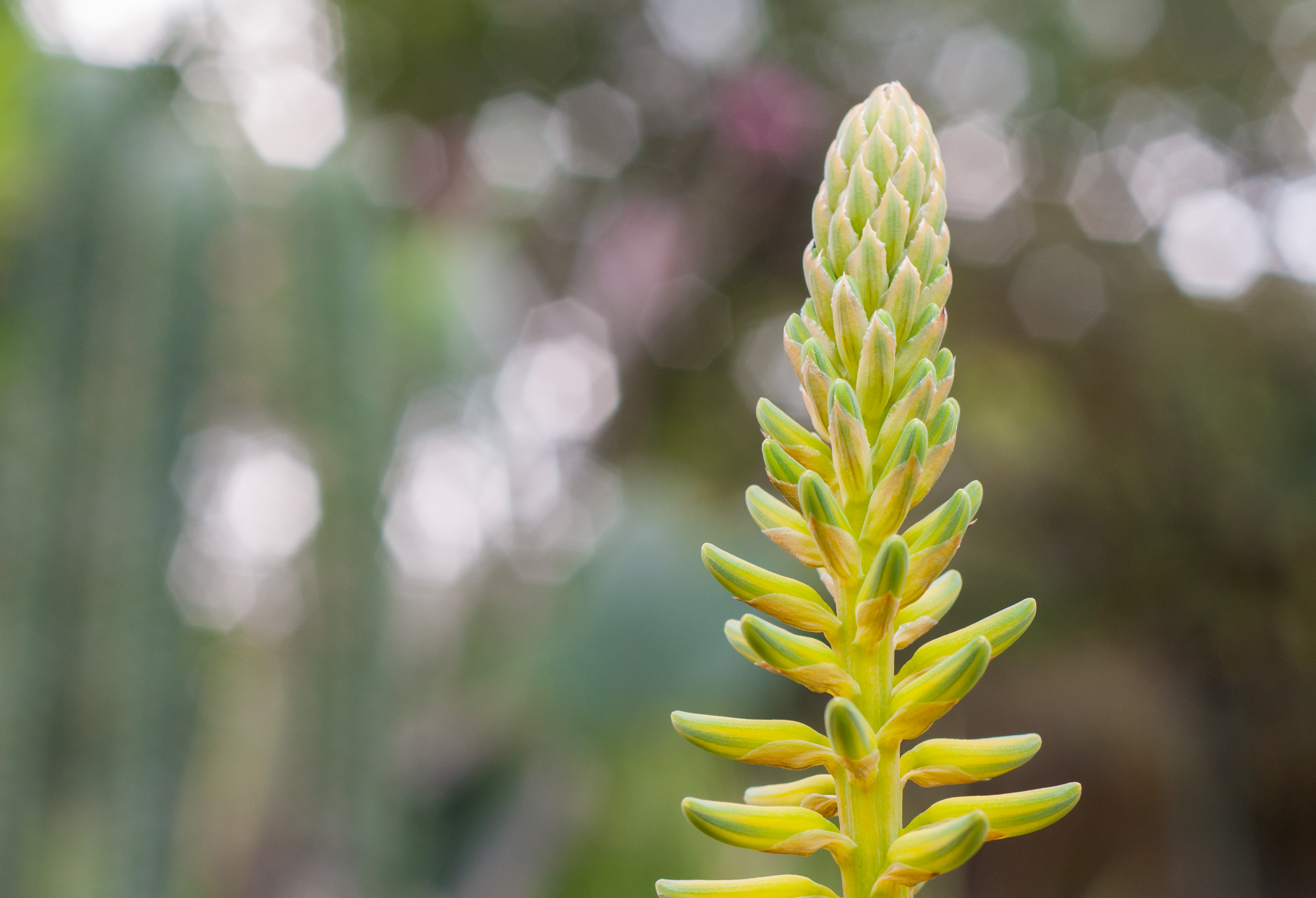 Geelgroene jonge groei van Agave cocui in het botanische park Bararida, Venezuela.
