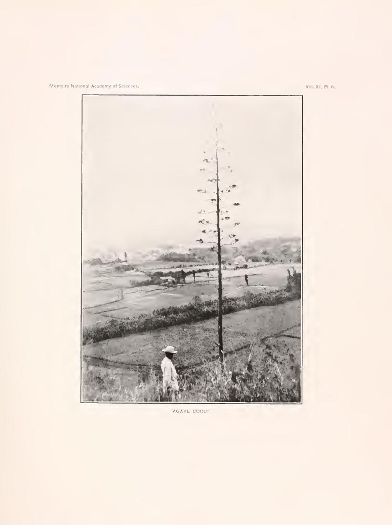Cocui — Agave cocui
