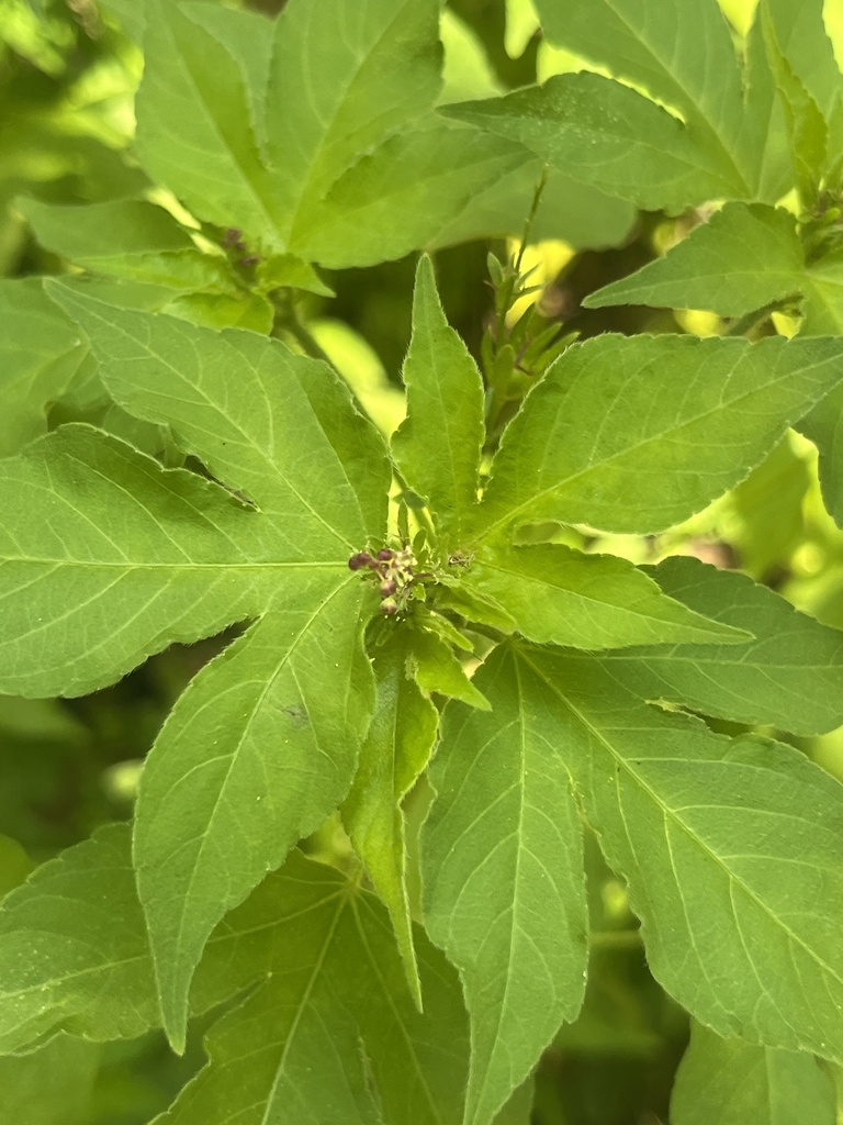 Yerba di krabo — Astraea lobata