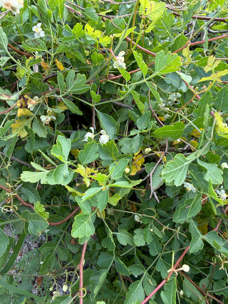 Kabuya di makutu — Cardiospermum corindum