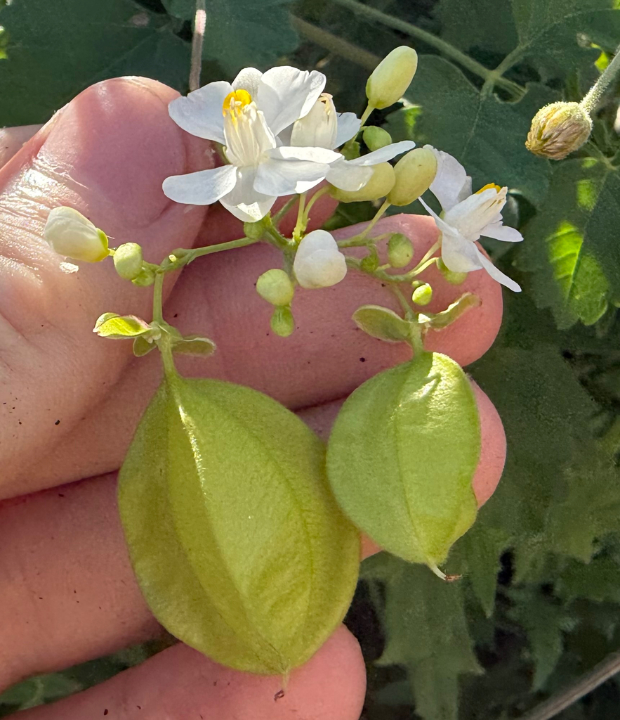 Groene, opgeblazen doosvruchten naast kleine witte bloemen.