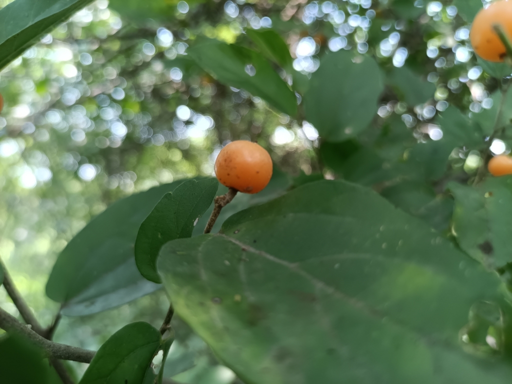 Een oranje steenvrucht tussen de bladeren, Colima, Mexico.