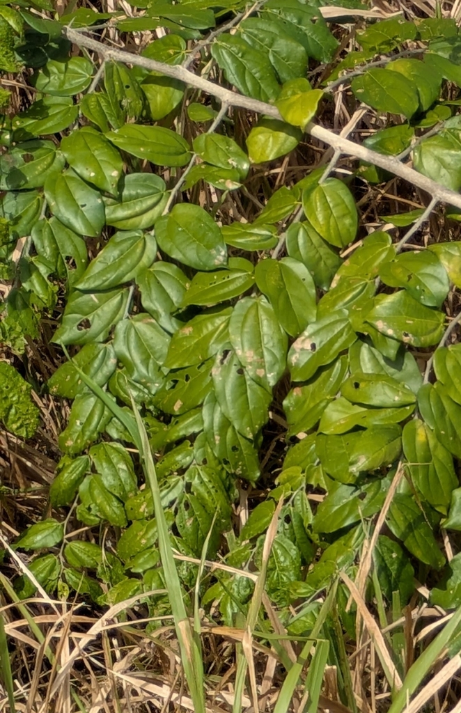 Bèshi di yuana — Celtis iguanaea