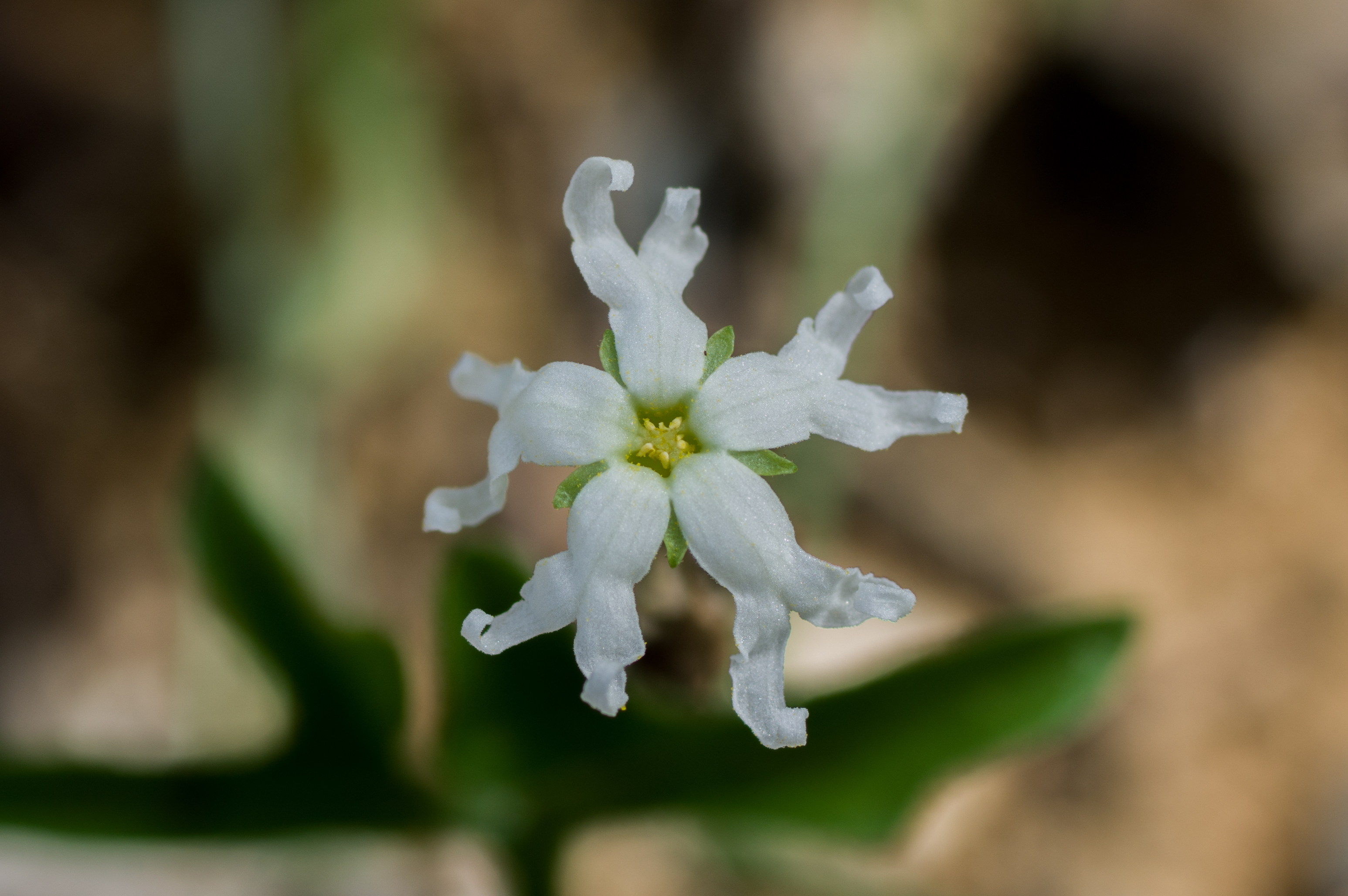 Elke kroonlob is diep in tweeën gedeeld; close-up van een bloem bij Krakeel, Curaçao.