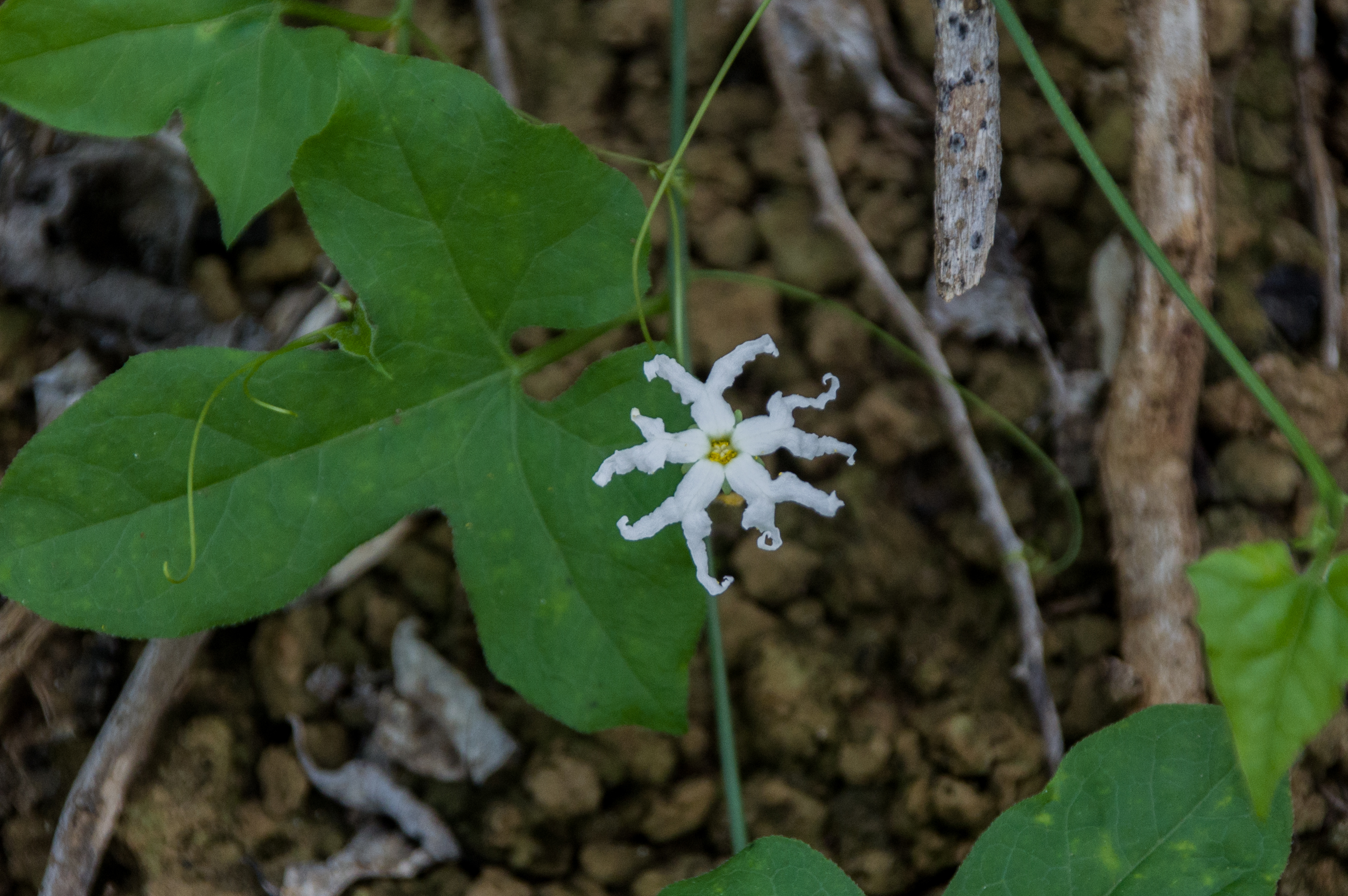 Batata di djuku — Ceratosanthes palmata